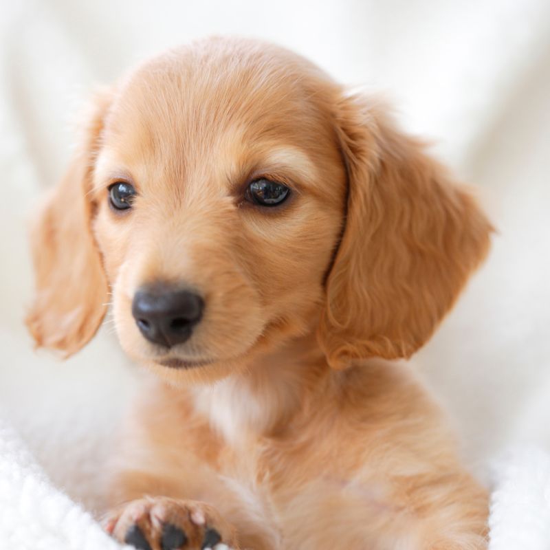 english cream dachshund dachshund space