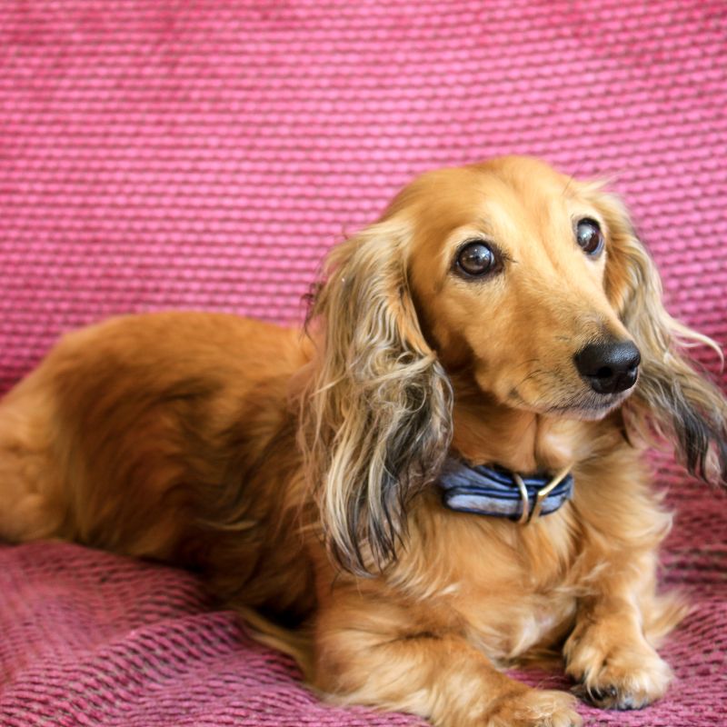 english cream dachshund dachshund space