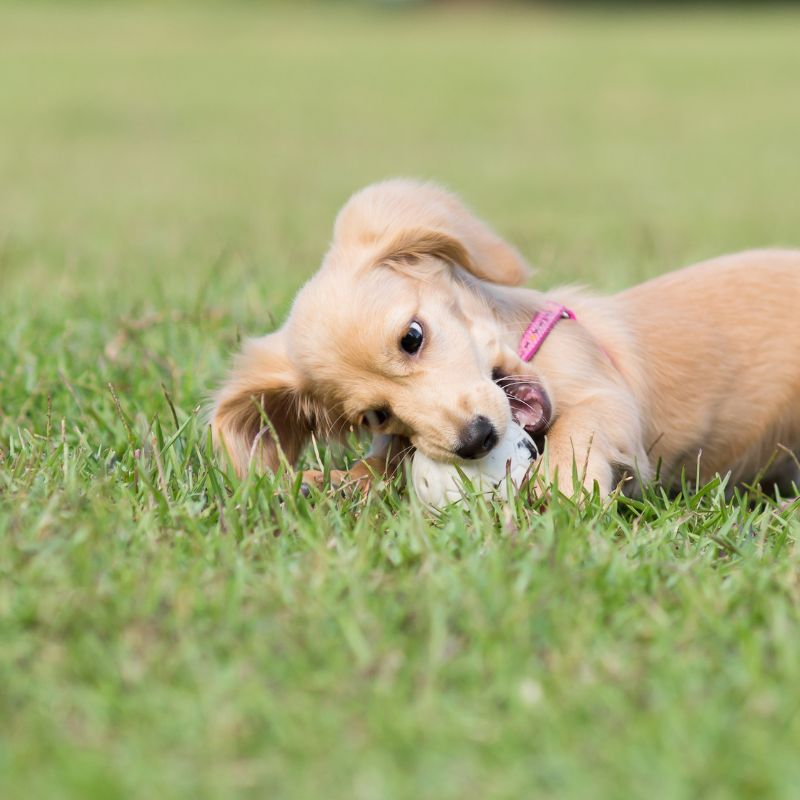 english-cream-dachshund-for-sale
