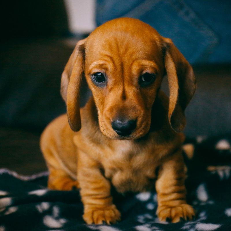 Miniature Dachshund Puppies for Sale