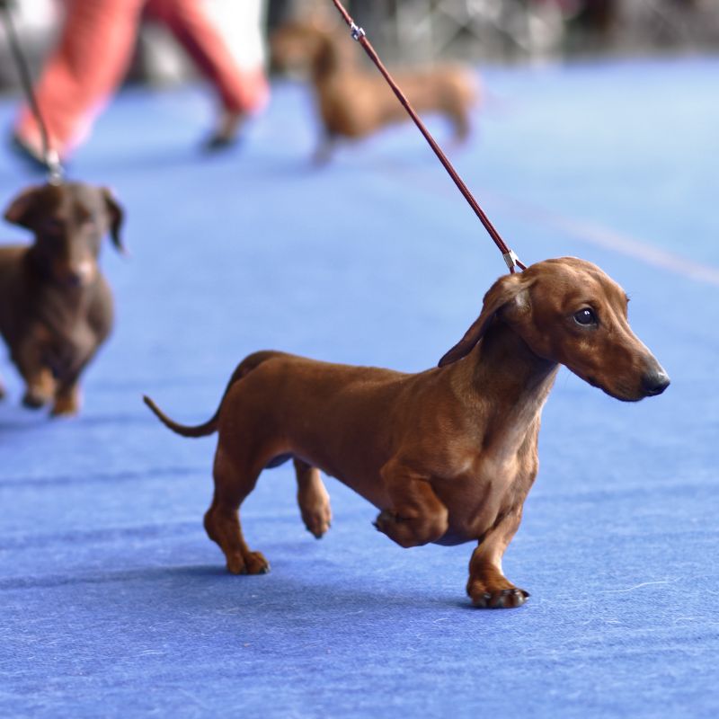 supplements for dachshunds dachshund space
