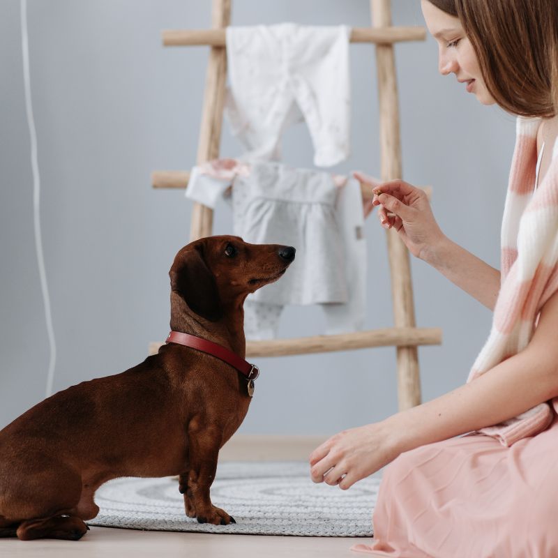 supplements for dachshunds dachshund space