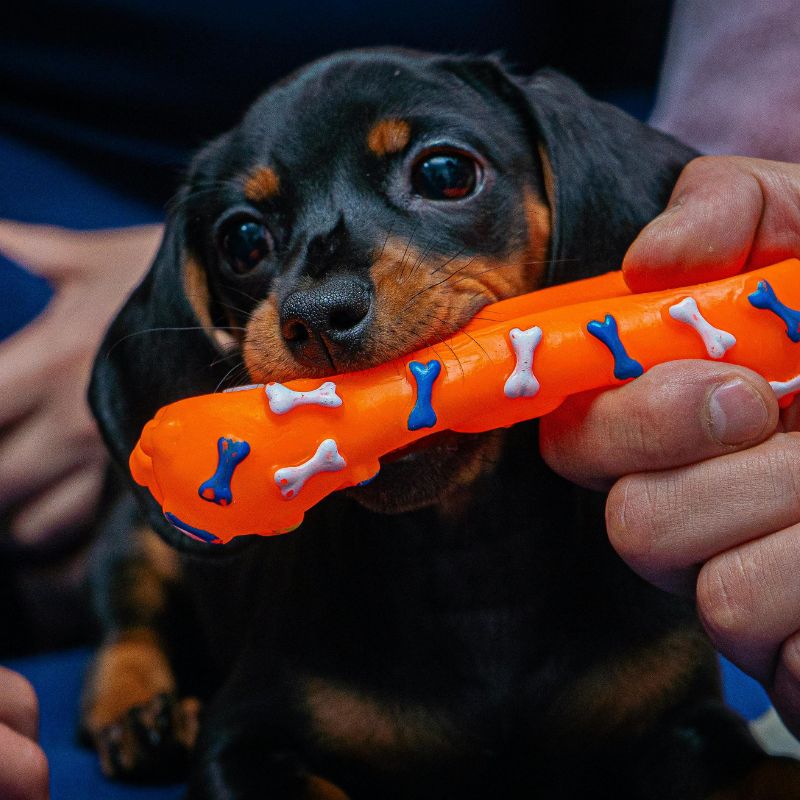 supplements for dachshunds dachshund space