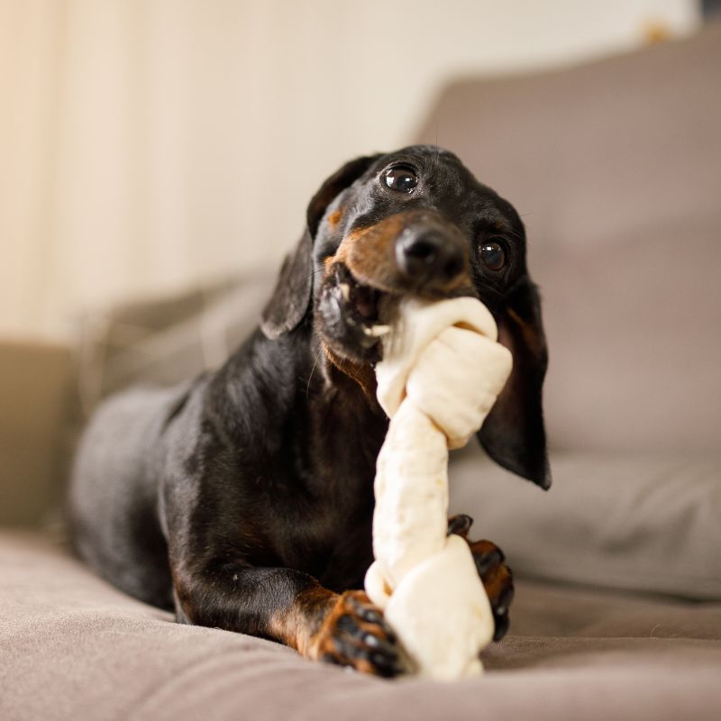 supplements for dachshunds dachshund space