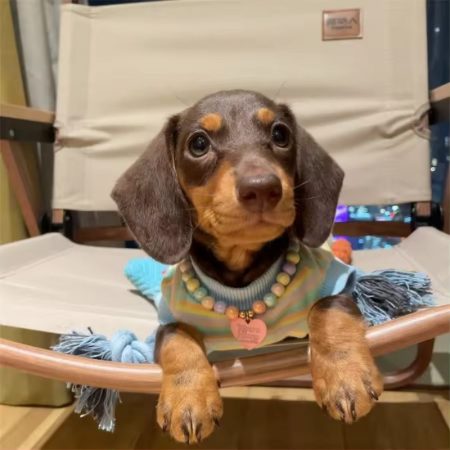 dachshund candy stripe shirt