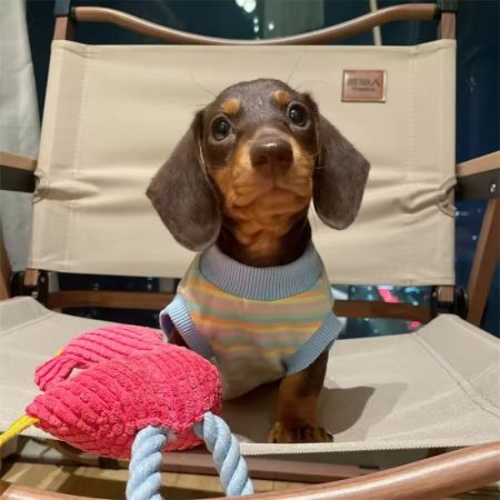 dachshund candy stripe shirt