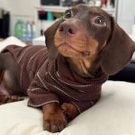 dachshund cocoa ribbed sweater