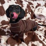 dachshund cocoa ribbed sweater