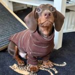 dachshund cocoa ribbed sweater