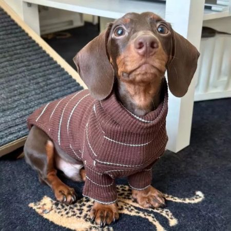 dachshund cocoa ribbed sweater