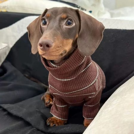 dachshund cocoa ribbed sweater