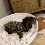 dachshund heritage plaid shirt