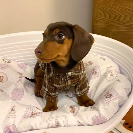 dachshund heritage plaid shirt