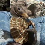 dachshund heritage plaid shirt
