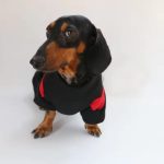 dachshund love patch sweatshirt