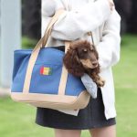 dachshund urban tote carrier