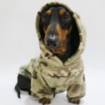 doxie army hoodie