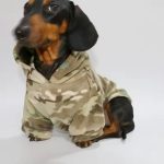 doxie army hoodie