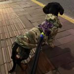 doxie army hoodie