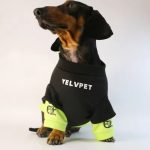 doxie streetwear hoodie