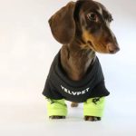 doxie streetwear hoodie