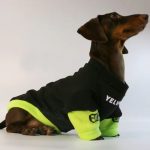 doxie streetwear hoodie