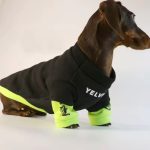 doxie streetwear hoodie