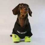 doxie streetwear hoodie