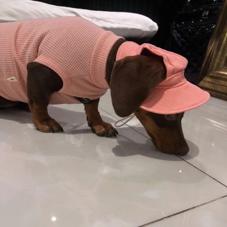 doxie waffle comfort shirt