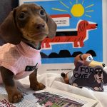 doxie waffle comfort shirt