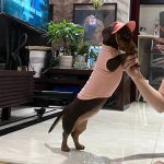 doxie waffle comfort shirt