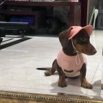 doxie waffle comfort shirt