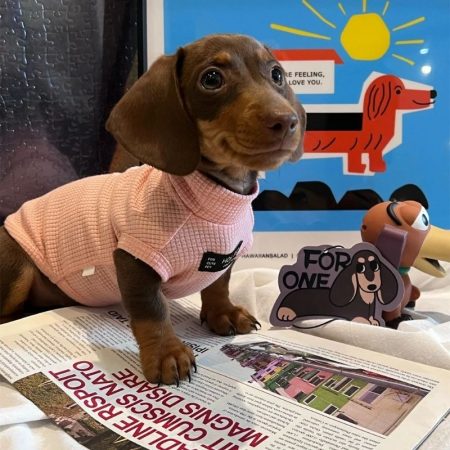 doxie waffle comfort shirt