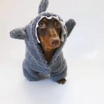sharky dachshund hoodie