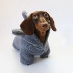 sharky dachshund hoodie