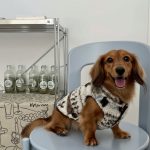 traditionalvibes dachshund sweater