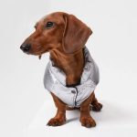 dachshund space vest