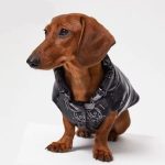 dachshund space vest