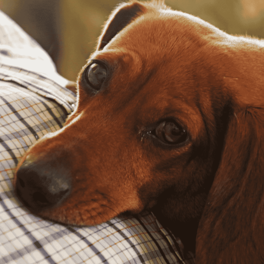 How To Help a Fat Dachshund Lose Weight