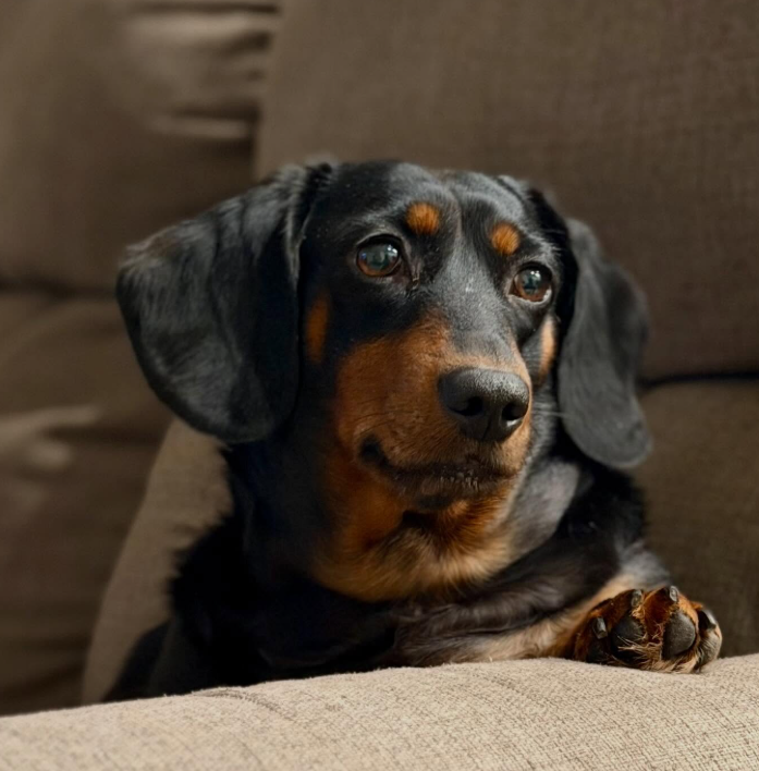 dachshund memes doxie looking gentle