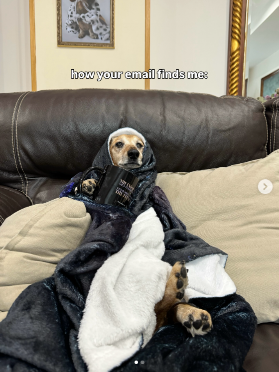 dachshund meme