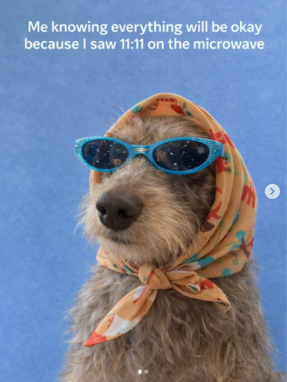 dachshund memes funny sunglasses dachshund space
