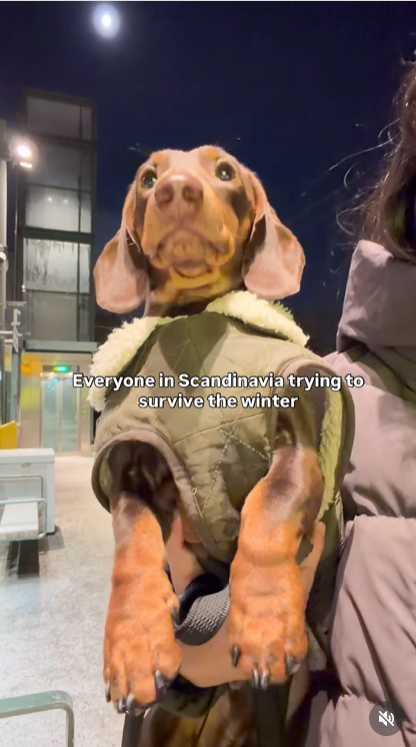 dachshund meme