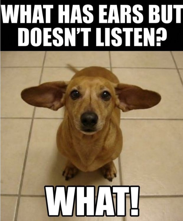 funny wiener dog meme