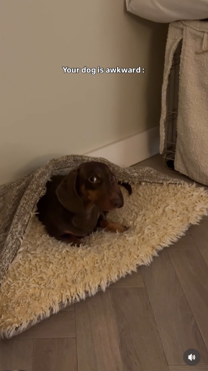 dachshund meme dachshund space