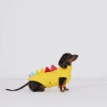 dino dachshund fleece vest