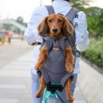 doxie backpack