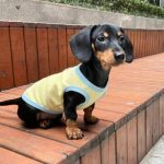 lemon breeze dachshund shirt