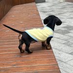 lemon breeze dachshund shirt