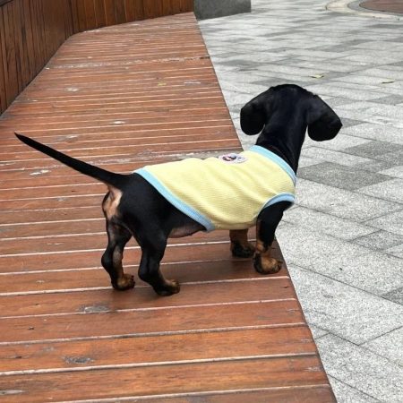 lemon breeze dachshund shirt